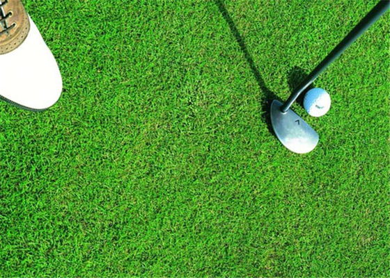 CHINA Hierba artificial del golf sano, expectativa sintética de la larga vida del césped del golf proveedor