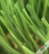 Hierba artificial del jardín reciclable con 4/3 Tone Color 16800s/Sqm proveedor